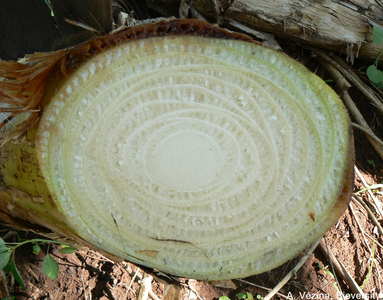 cross-section-pseudostem